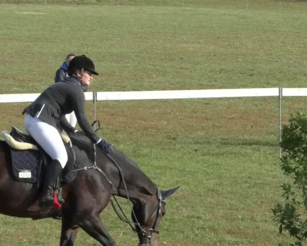 Reitturnier Nußdorf 2019