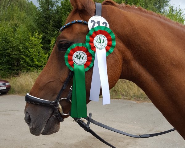 dressage horse Relevantus 2 (Hanoverian, 2003, from Relevant) dressage horse Relevantus 2 (Hanoverian, 2003, from Relevant)