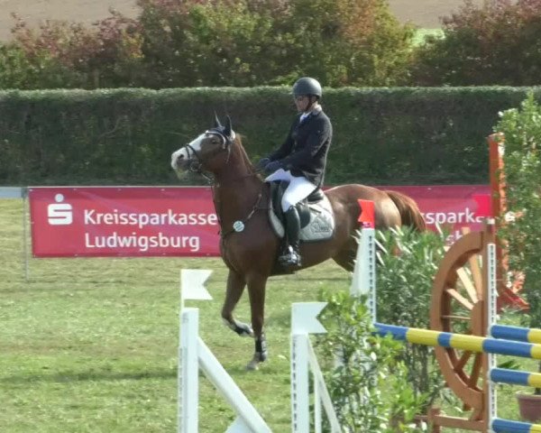 Reitturnier Nußdorf 2019
