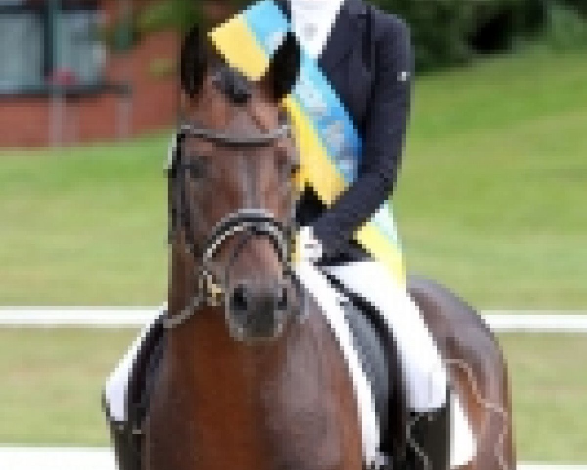 Dressurpferd PAV New York (Deutsches Reitpony, 2013, von Nemax)