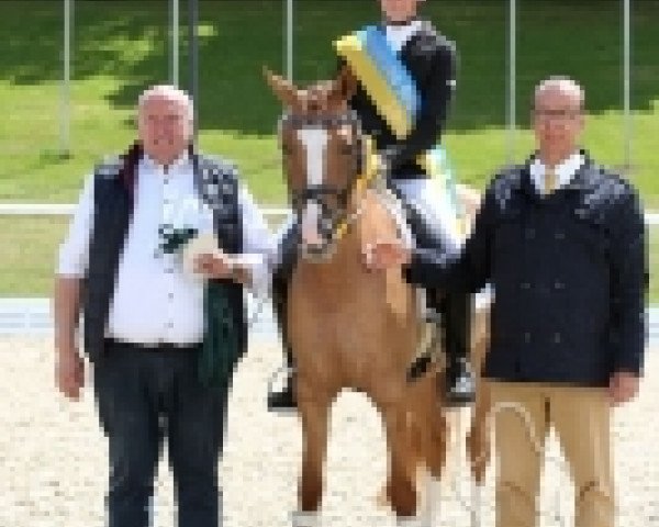 Dressurpferd Donna Daria 8 (Deutsches Reitpony, 2013, von Danny Gold) Dressurpferd Donna Daria 8 (Deutsches Reitpony, 2013, von Danny Gold)