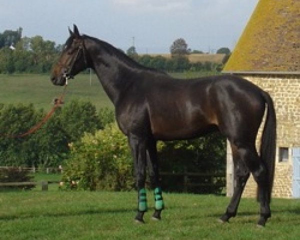 horse Penmar Mail (Selle Français, 2003, from Alligator Fontaine)