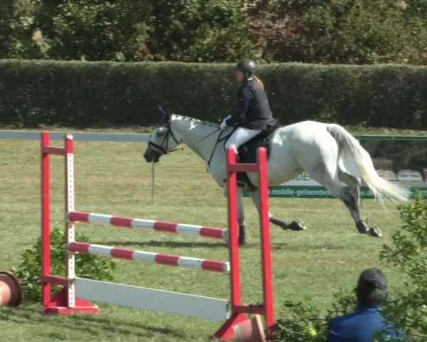 Reitturnier Nußdorf 2019