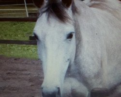 Zuchtstute Caprice Z (Zangersheide Reitpferd, 2002, von Carthago)
