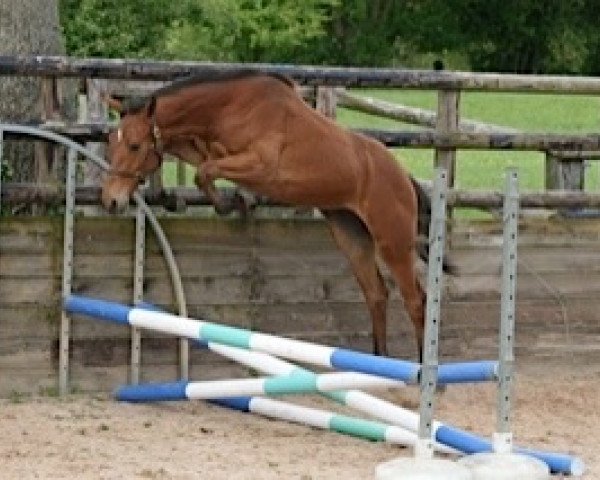 horse Calukya Mail (Selle Français, 2012, from Utrillo van de Heffinck)