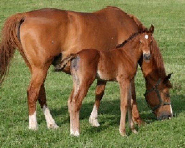 horse Bahia Mail (Selle Français, 2011, from Con Air)