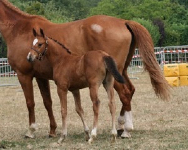 broodmare Argentina Mail (Selle Français, 2010, from Quite Easy I)