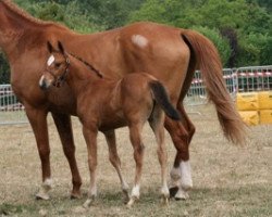 broodmare Argentina Mail (Selle Français, 2010, from Quite Easy I)