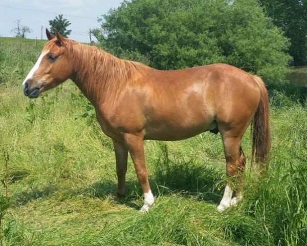 Pferd Pilgrim (Kleines Deutsches Pony, 2011)