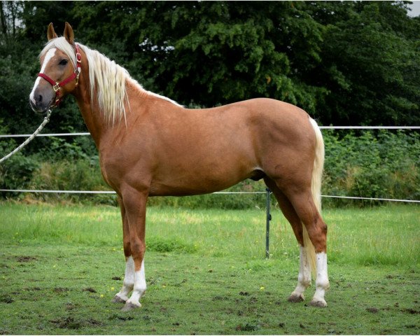 Pferd Lusitano (Lusitano, 2011)