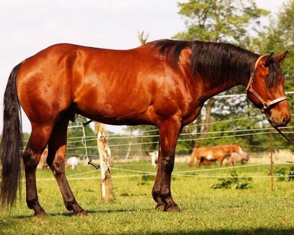 Pferd Whizz Key (Quarter Horse, 2012)