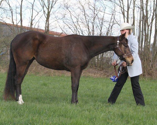 Pferd Chills Pretty Ivy (Paint Horse, 2012)