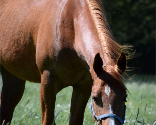 Pferd Chantella (Quarter Horse, 2014)