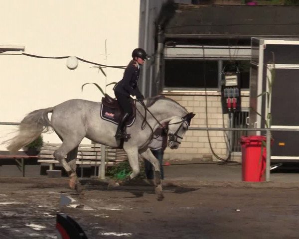 Reitturnier Siegen 2019