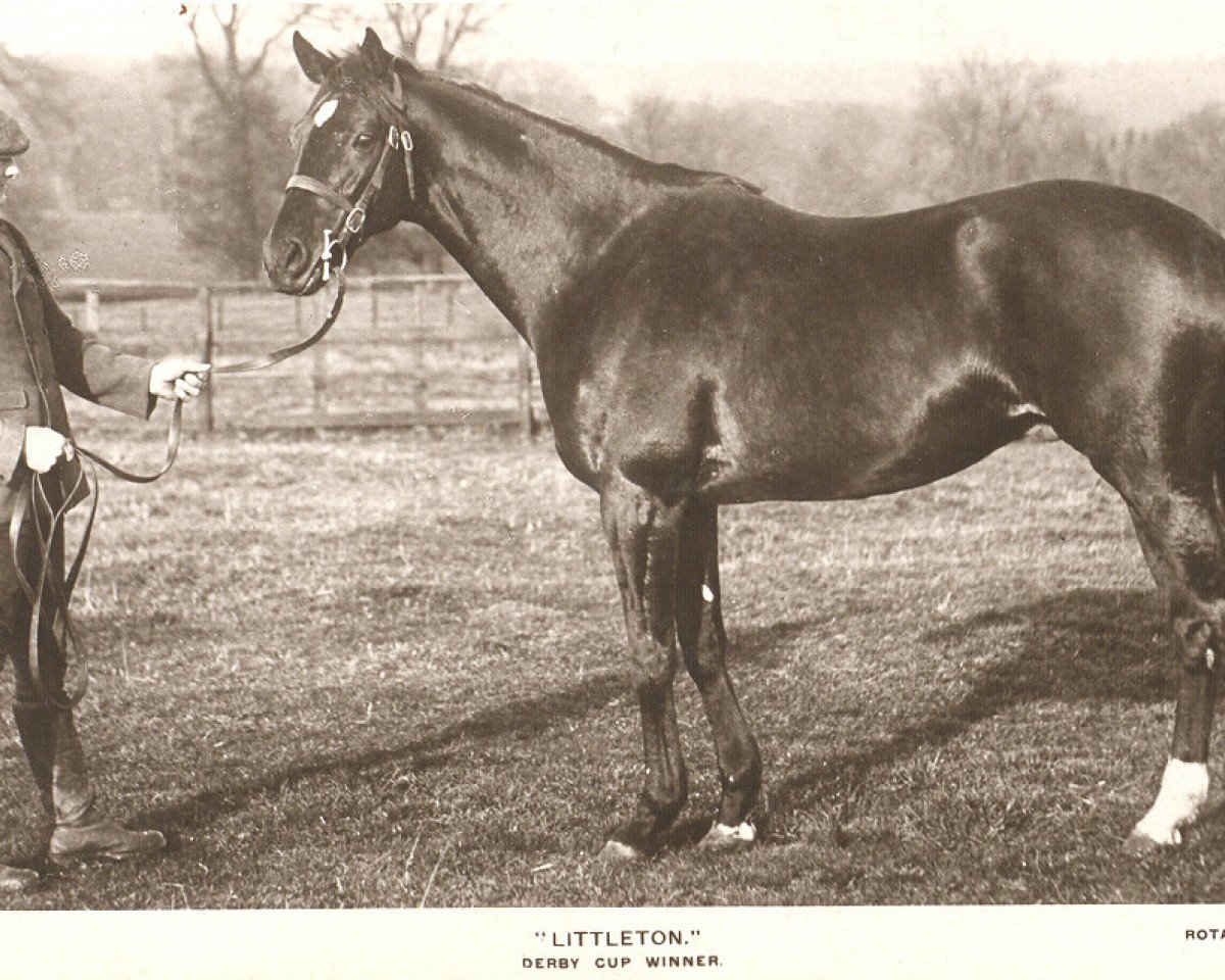 Deckhengst Littleton xx (Englisches Vollblut, 1900, von Right-Away xx)