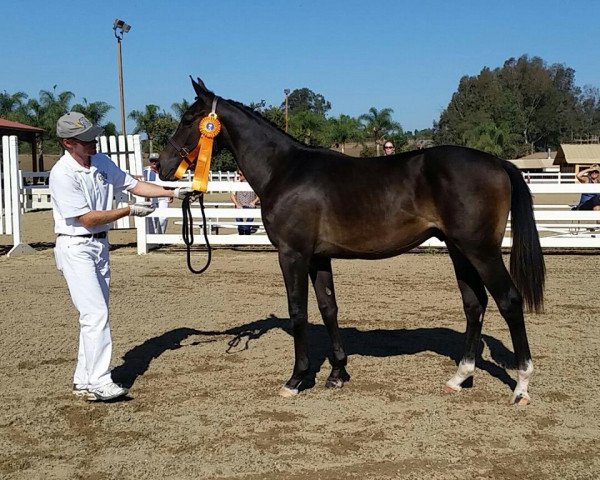 horse Iverson (KWPN (Royal Dutch Sporthorse), 2013, from Baldev)