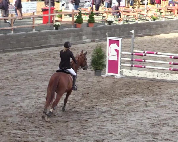 Reitturnier Siegen 2019