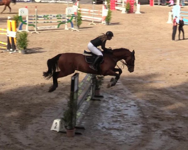 Reitturnier Siegen 2019