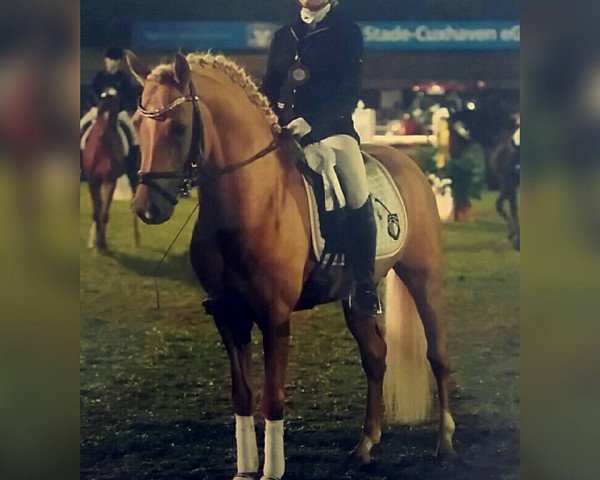 dressage horse Immenmoor New Magic (German Riding Pony, 2012, from Heidbergs Nancho Nova)