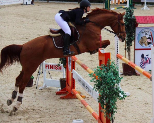 jumper Hot Gossip (Hanoverian, 2000, from Escudo I)