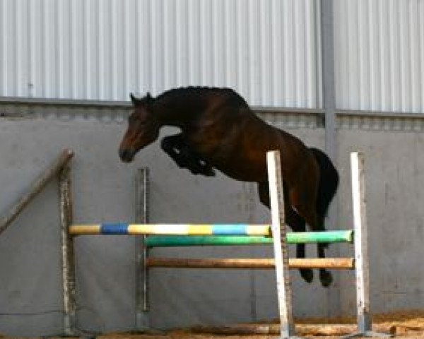 Pferd Santiago Mail (Selle Français, 2006, von VDL Cardento 933)