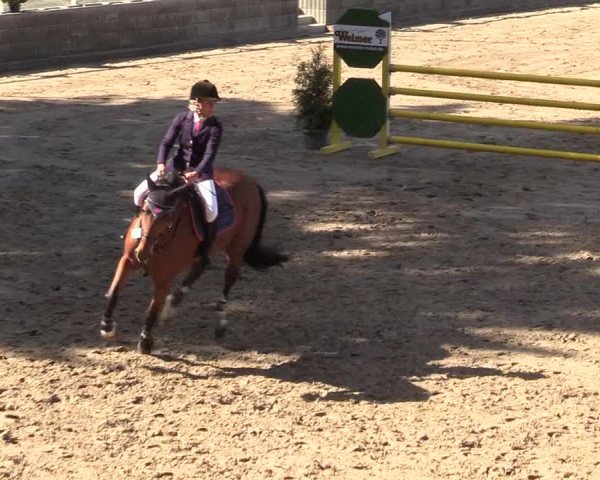 Reitturnier Siegen 2019