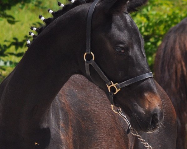 broodmare Daylight (Hanoverian, 2016, from Blue Hors Dreamline)