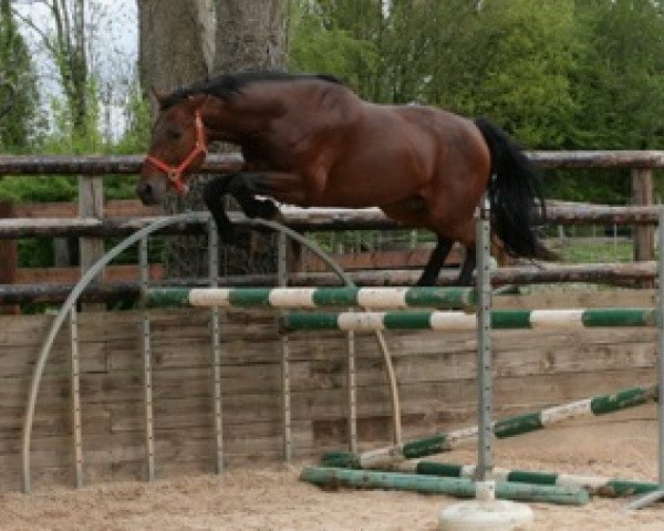 Pferd Tivoli Mail (Selle Français, 2007, von Kannan)