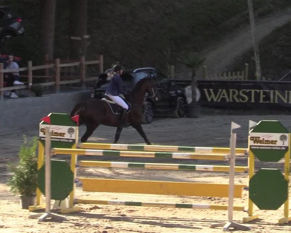 Reitturnier Siegen 2019
