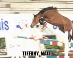 broodmare Tiffany Mail (Selle Français, 2007, from Quidam de Revel)