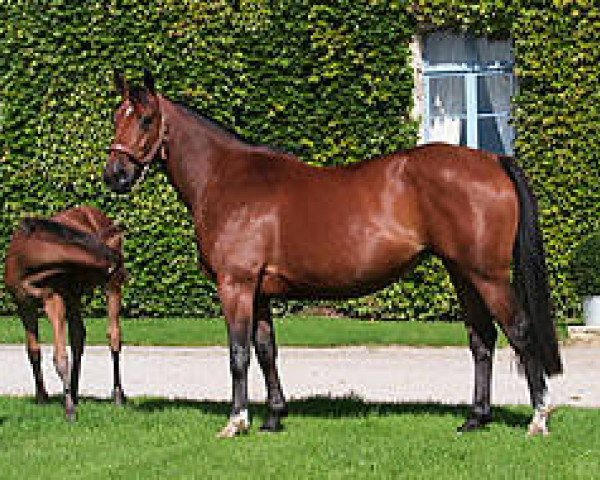 broodmare Palmera Mail (Selle Français, 2003, from Fergar Mail)