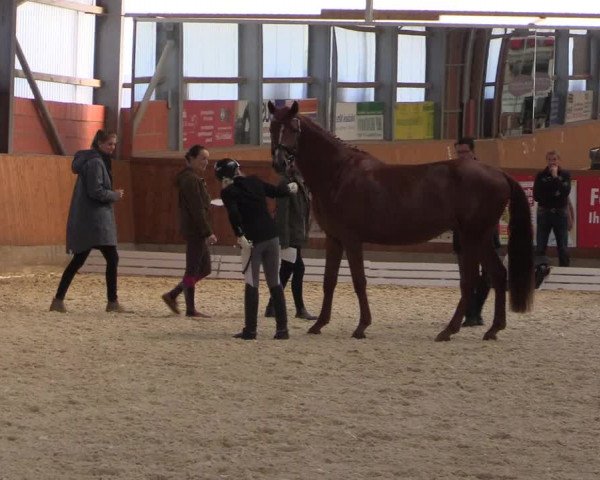 Reitturnier Hof Bettenrode 2019