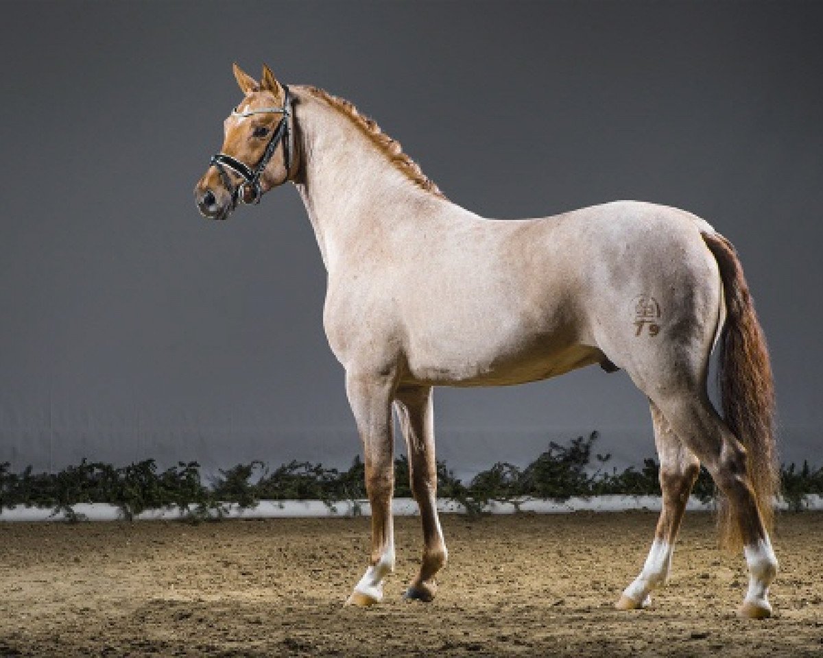 dressage horse Der rote Diamant (German Riding Pony, 2013, from Dimension AT NRW)