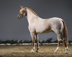 dressage horse Der rote Diamant (German Riding Pony, 2013, from Dimension AT NRW)