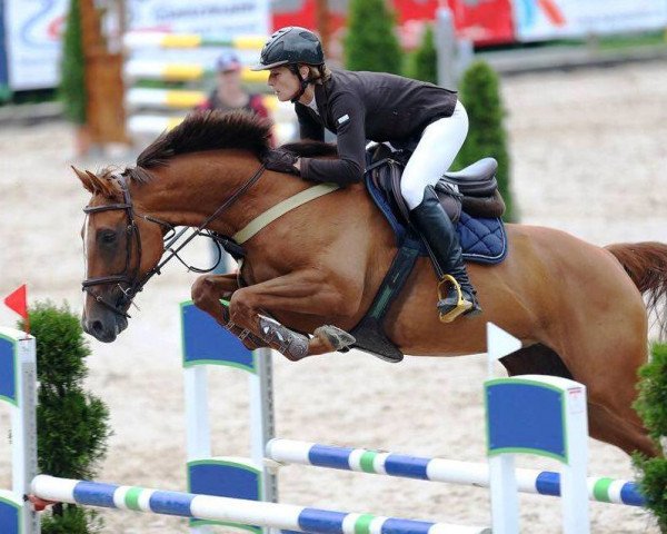 Zuchtstute Caitriona (Holsteiner, 2010, von Lord Z)