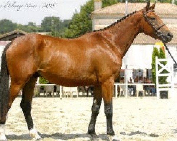 Springpferd Copenhague Villa Rose (Selle Français, 2012, von Safari d'Auge)