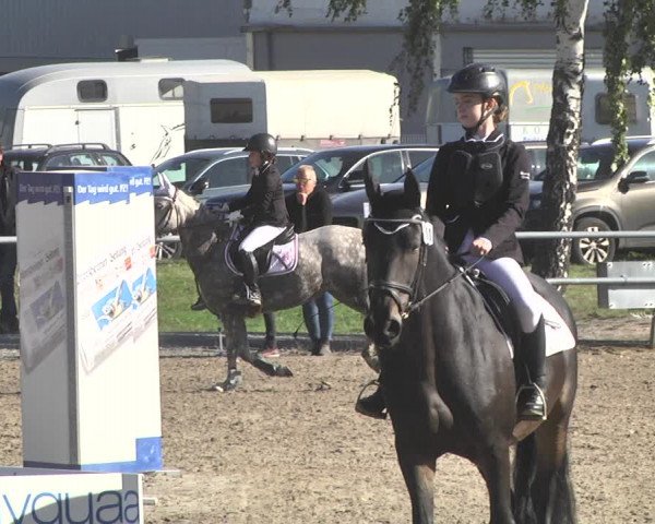 Reitturnier Pforzheim 2019