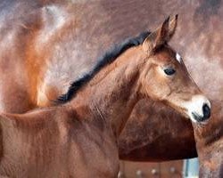 Pferd Stute von Rock Forever I / Rosandro (Westfale, 2016, von Rock Forever NRW)