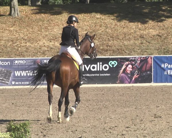 Reitturnier Pforzheim 2019
