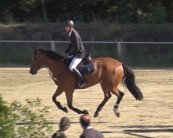 Reitturnier Köln-Leverkusen 2019