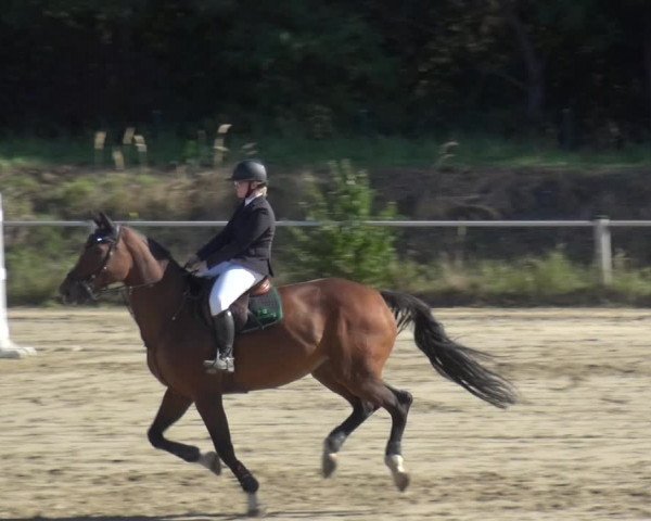 Reitturnier Köln-Leverkusen 2019