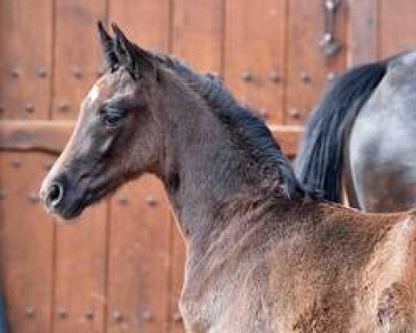 Pferd Hengst von Belantis / Sandro Hit (Westfale, 2016, von Belantis)