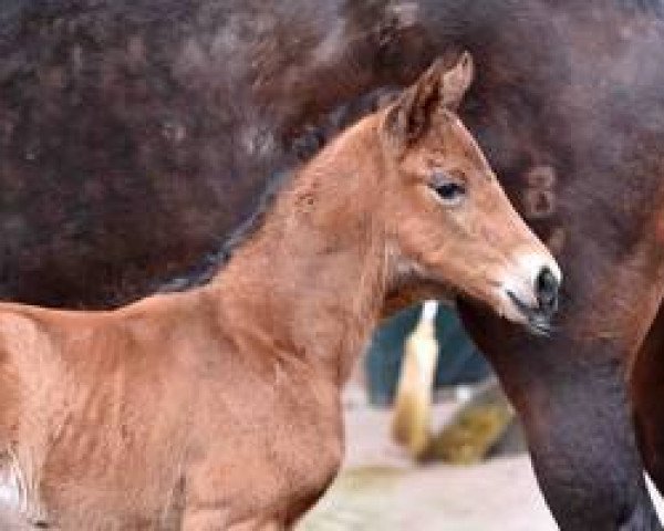 horse Vasco da Gama GV (Westphalian, 2016, from Villeneuve)