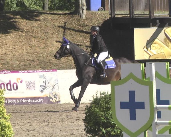 Reitturnier Pforzheim 2019