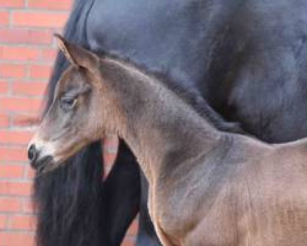 Dressurpferd Apple Pie 12 (Westfale, 2016, von August der Starke) Dressurpferd Apple Pie 12 (Westfale, 2016, von August der Starke)
