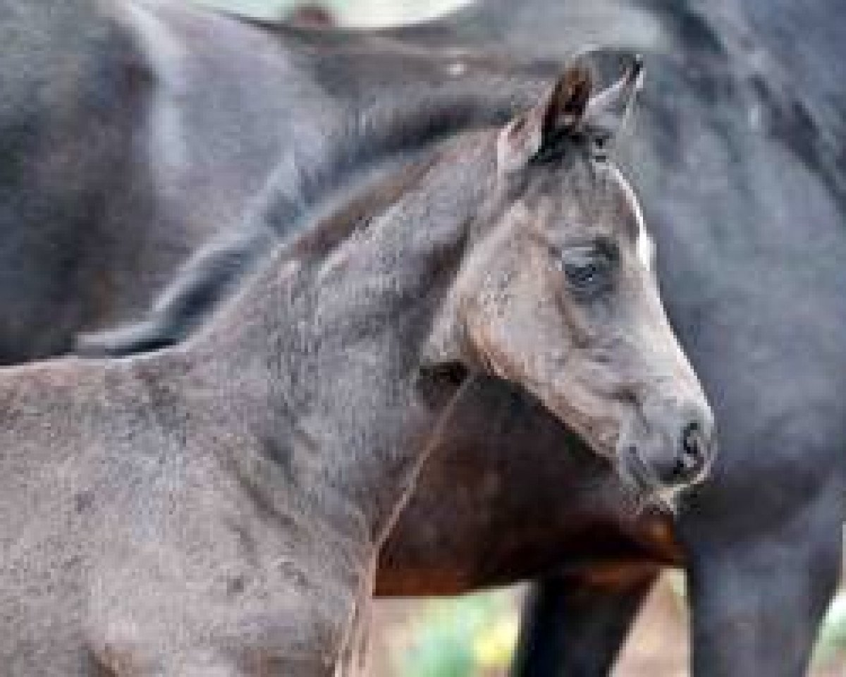 horse Dornenkönig 4 (Westphalian, 2016, from Dimaggio)