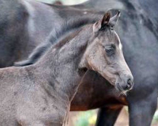 horse Dornenkönig 4 (Westphalian, 2016, from Dimaggio)