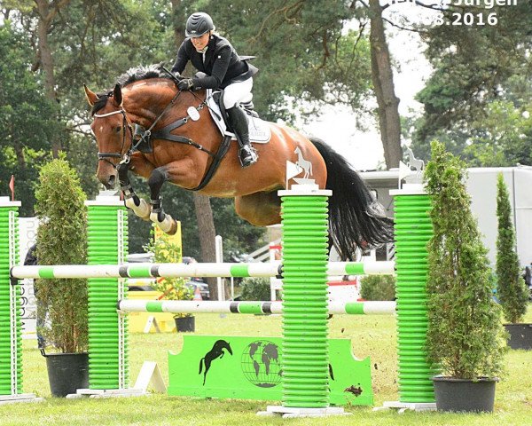 jumper Coretto 6 (Hanoverian, 2008, from Charilan)
