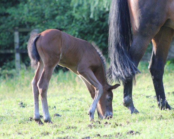 Pferd Duplo (Westfale, 2016, von Dibadu L)