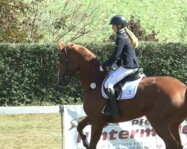 Reitturnier Nußdorf 2019